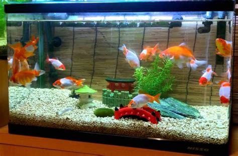 How To Take Care Of Your Goldfish