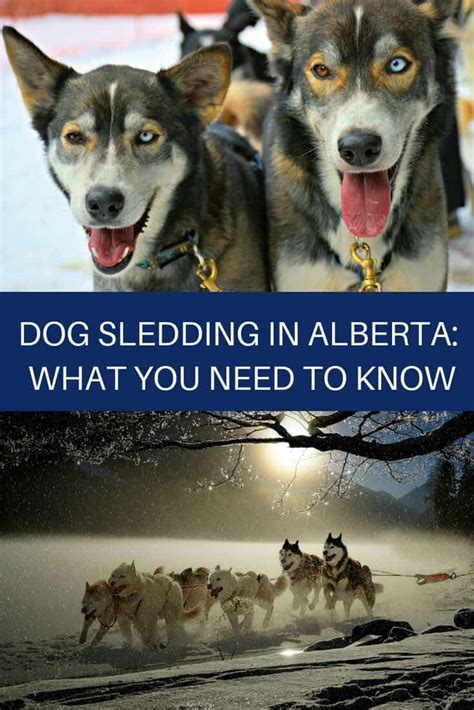 Dog Sledding In Alberta What You Need To Know In 2020 Dog Sledding