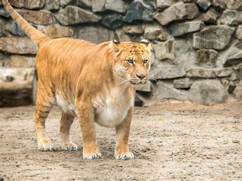 The Truth About Ligers Hybrid Cat Animals Liger