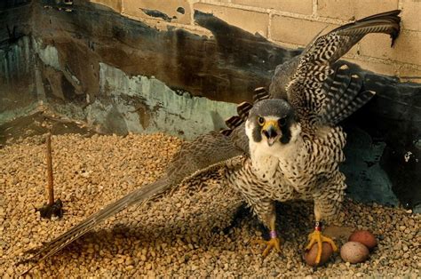 Peregrine Falcons Nesting And Breeding Atop The Jackson County Tower Building