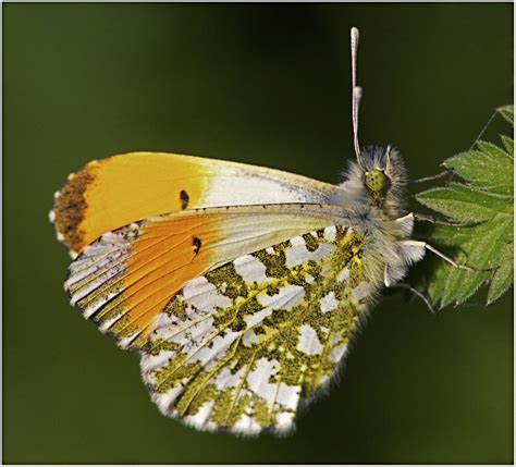 Orange Tip Orange Tip Butterfly Resting On A Nettle Nicholl