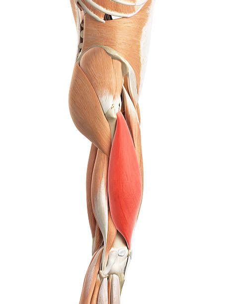 The medial thigh muscles are responsible for the adduction (movement of a body part toward the body's midline) of the leg. Royalty Free Upper Legs Muscles Anatomy Pictures, Images and Stock Photos - iStock
