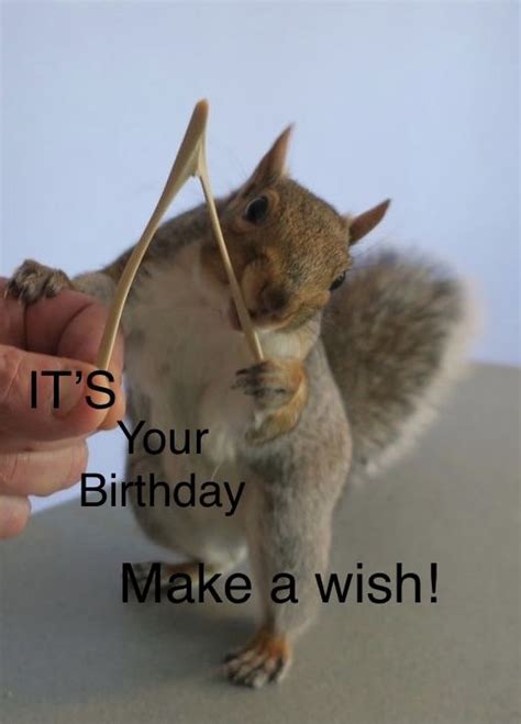 Happy Birthday Squirrel Happy Birthday Fun Its Your Birthday Funny