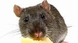 Photos of Rat Eating Cheese