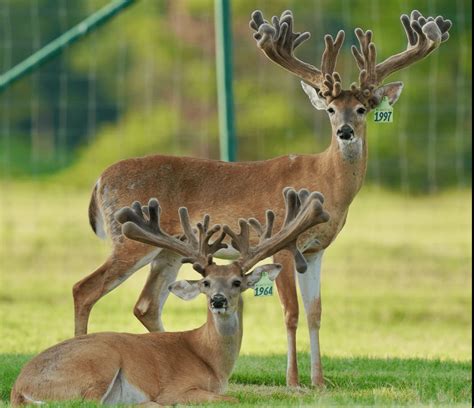 M3 Whitetails Mcstockers Looking For New Home Deer Breeder In