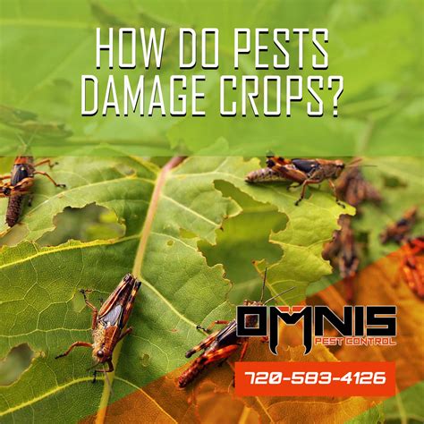 How Do Pests Damage Crops Omnis Pest Control