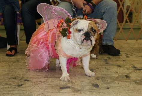 Plus, most costumes aren't cut for bullies so its. Dogs in costume help raise money for bulldog rescue | Twin ...