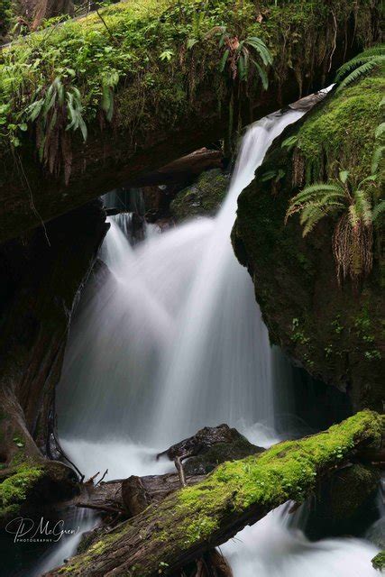 Waonp0003 Merriman Falls In The Quinault Rain Forest 2 2017