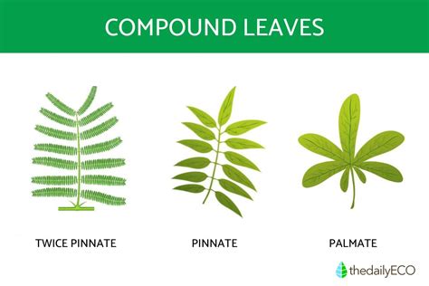 Compound Leaves Definition Types And Examples