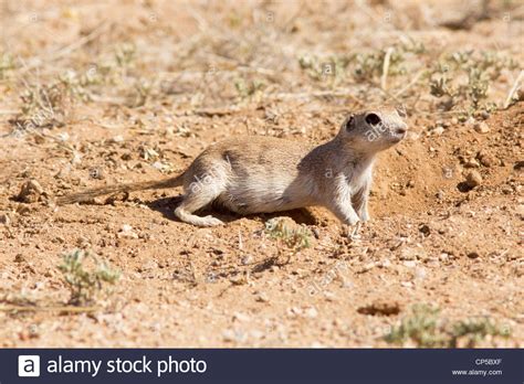Round Tailed Ground Squirrel Spermophilus Tereticaudus Arizona Stock
