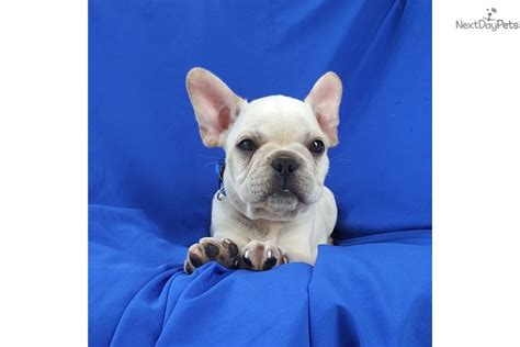 Price can be an indication towards the quality of the puppies breed lines and. Oliver: French Bulldog puppy for sale near Springfield ...