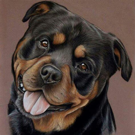 Peu de chiots dans l'année. #rottweiler #petstagram #drawing #pastel #pastelmat # ...