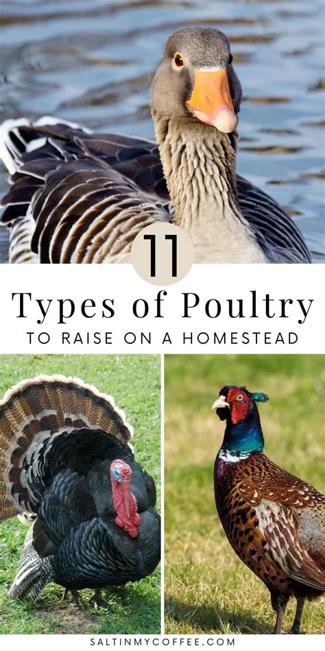 11 Kinds Of Poultry To Consider Adding To Your Homestead Types Of