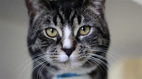 Adopting a pet means you need to commit to and take care of it for the rest of its life. Cat spay day: Riverside County organization offering ...