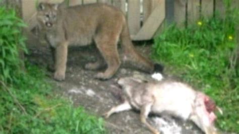Cougar Feasts On Prey In Bc Backyard Cbc News