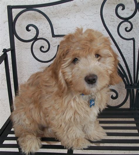 See more of swansun golden retriever puppies on facebook. Golden Acres - Miniature~Medium Goldendoodle Puppies Spokane Washington