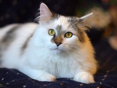 Two Cute Fluffy Young Cats Stock Image Image Of Fluffy 176121817