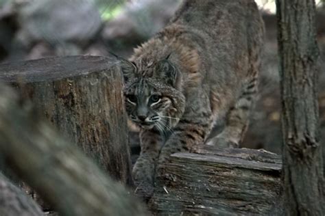 Like many siamese they will. Bobcat or Lynx? | Michigan in Pictures