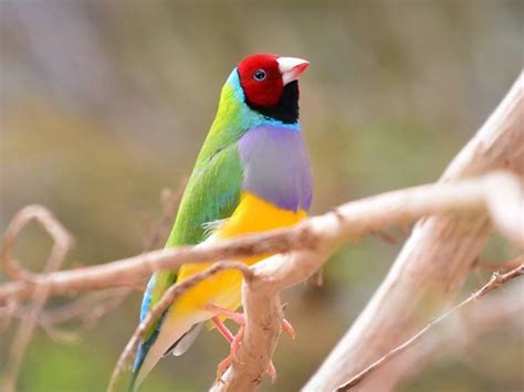 Meet Australias Most Beautiful And Beloved Birds