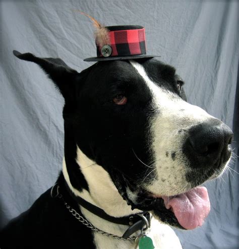 Items Similar To The Daper Dog Top Hat With Feather For Great Danes In