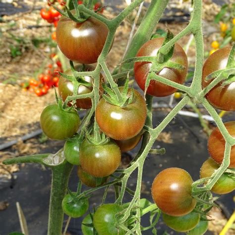 Plants Tomates Cerise Noire 100 Bio Plantzone