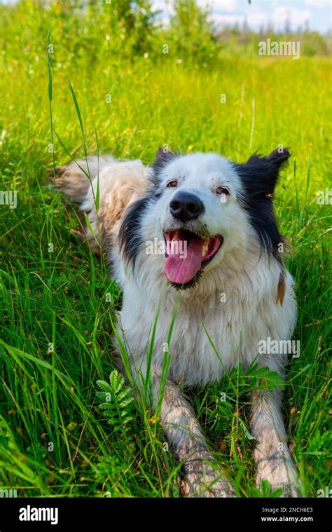 Portrait Of An Old White Dog Breed Yakut Laika Lies On The Grass In The