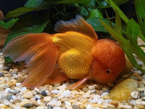 Oranda Goldfish Goldfish Fish