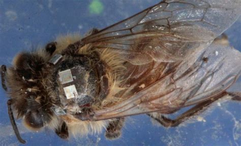 Zombie Bees Electronically Enhanced To Help Solve Die Off Mystery