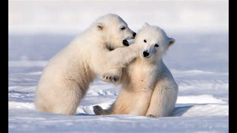 Polar Bear Cubs Telling Secrets Hardcoreaww