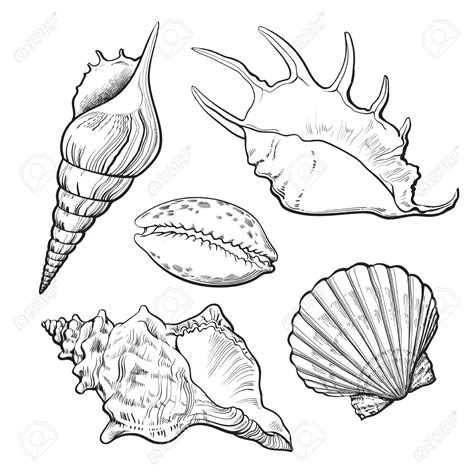 Clam Shell Drawing At Getdrawings Free Download