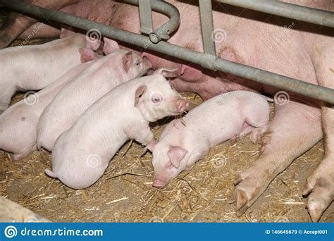 Little Pigs Sleeping After Suckling In The Barn Indoors Stock Image