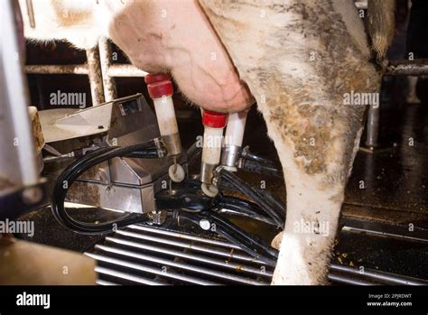 Dairy Farming Dairy Cow Being Milked In Lely Astronaut Robotic Milking