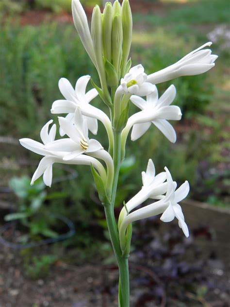 Wedding Flowers From Springwell Tuberose A Seductive Fragrance For