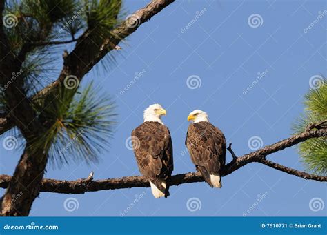 Bald Eagle Pair Facing Each Other Stock Image Image Of Attentive