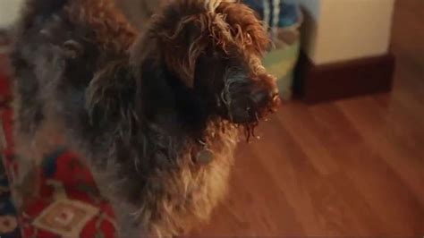 I feel like it is time to retire this commercial series, but i guess the bigwigs at the discover card don't think so. Discover Card Social Security Number Alerts TV Commercial, 'Dog Kiss' - iSpot.tv