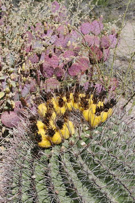 Maybe you would like to learn more about one of these? Cactus Bloom Riparian Preserve, Gilbert, AZ | Plants ...