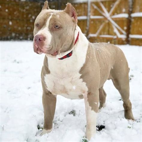 The father is a 95lbs champagne blue with a 24in head and the mother is. XL PITBULL PUPPIES FOR SALE | CHAMPAGNE XXL PITBULL ...