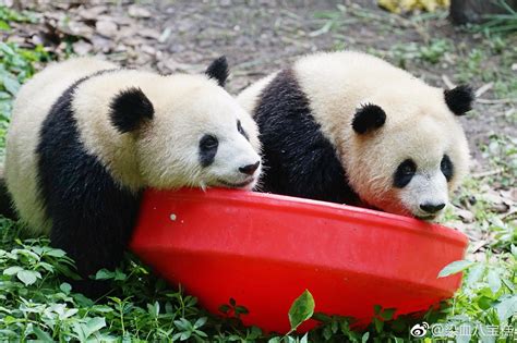 Pin De Patnida Panda En Chongqing Zoo Giant Pandas