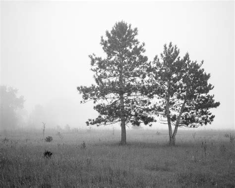 Trees In The Mist Photograph By Ben Cooper Fine Art America