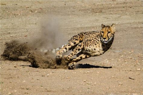 The Fastest Animals On Planet Earth 242 Mph