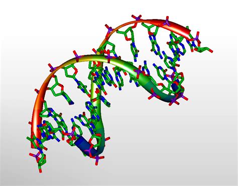 Modelo de segmento de acido desoxirribonucleico. Funny Pictures Gallery: 3d dna, dna, 3d dna model project, dna molecule, dna pictures