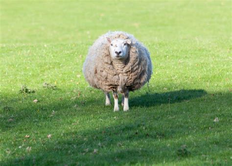 Easter Sheep Stock Photos Royalty Free Easter Sheep Images