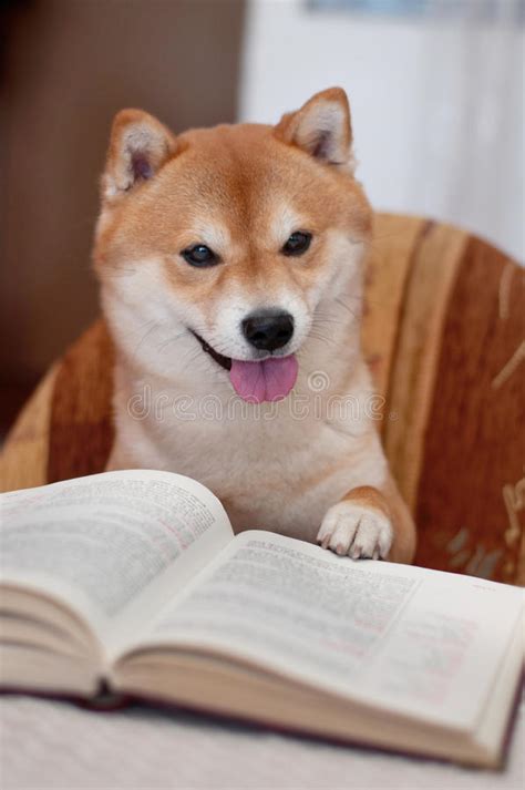 Dog Reading A Book Stock Image Image Of Breed Portrait