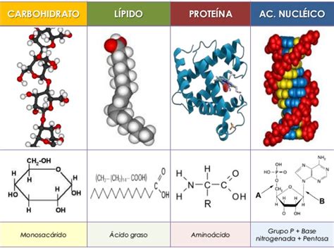 Biología 2º Bachillerato Biomoléculas Conceptos Básicos
