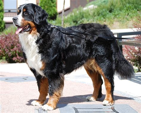 Bernese Mountain Dog Breed Information And Species Profile