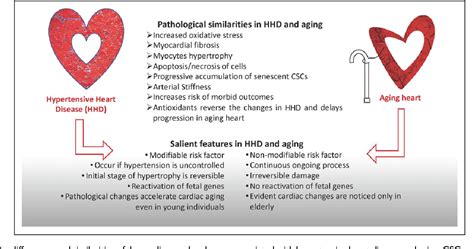 Figure 1 From Cardiovascular Changes Associated With Hypertensive Heart