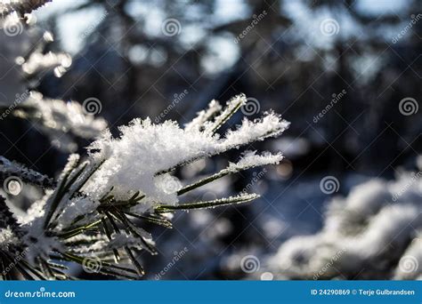 Snow Crystals On Pine Needles Royalty Free Stock Images Image 24290869