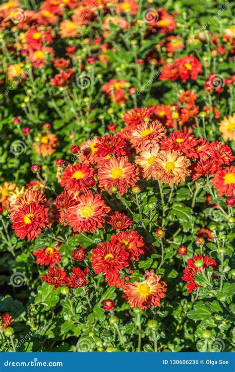 Flower Of Red Chrysanthemums On A Colorful Background Stock Photo
