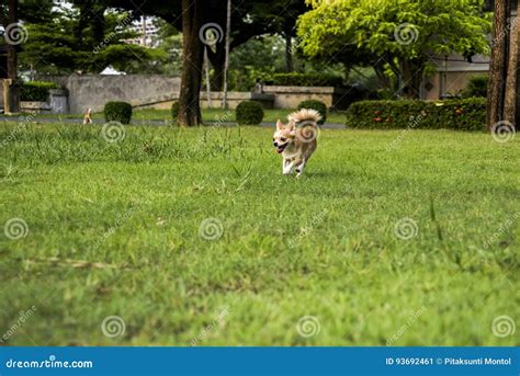 Chihuahua White Dogs Running On The Lawn Stock Image Image Of Animal