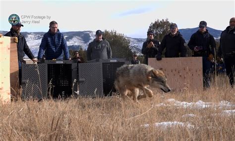 Wildearth Guardians Celebrates Reintroduction Of Wolves To Colorado